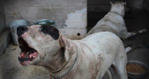 Cane infilzato con un moschettone, viene recuperato