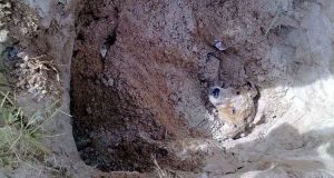 Non potevamo credere ai nostri occhi… da sotto un metro e mezzo di terra spuntava la sua testolina. I suoi occhi imploravano il nostro aiuto