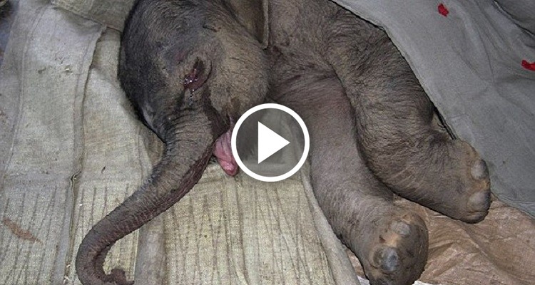 Elefantino piange per 5 ore dopo che la madre lo rifiuta alla nascita