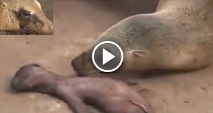 Per colpa dei turisti, leonessa marina resta vicino al corpicino senza vita del suo bebè e piange lacrime di disperazione.