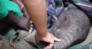 Bebè Elefante Rifiutato E Abbandonato Dalla Sua Mamma, Cammina Fino Ad Un Santuario Per Chiedere Aiuto E Crolla A Terra