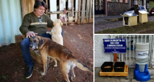 In questa città cani e gatti randagi vivono felici – Il progetto di tutela e protezione degli animali randagi, ha cambiato le loro vite