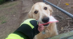 Il cane adora ricevere la posta e il postino fa un gesto dolcissimo