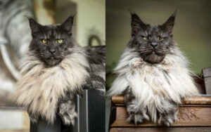 Questo fotografo ama catturare la maestosa bellezza dei Maine Coon: 16 Foto