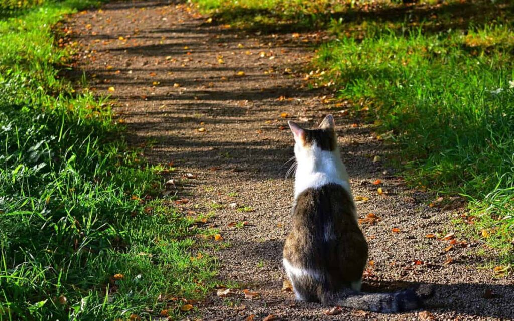 La sua gattina non rimarrà a lungo con lui gli ha voluto regalare un meraviglioso ricordo.