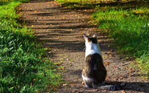 La sua gattina non rimarrà a lungo con lui gli ha voluto regalare un meraviglioso ricordo.