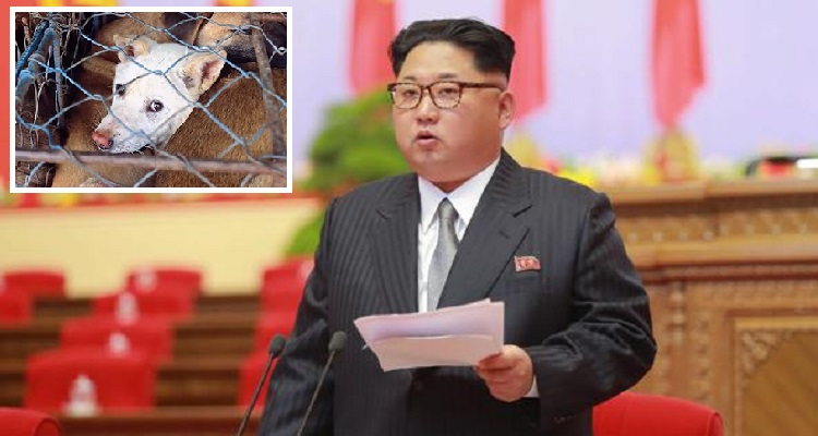 “Mangiate carne di cane, è la più nutriente”. L’assurdo invito di Kim Jong Un, il dittatore coreano