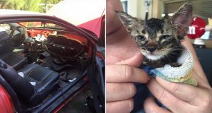 Una famiglia distrugge la propria auto per salvare la vita del gattino che avevano appena adottato