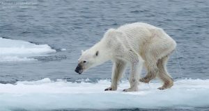 Questo orso polare cerca di sopravvivere ma non ha idea di cosa stia accadendo. Aiutateci a diffondere la verità.