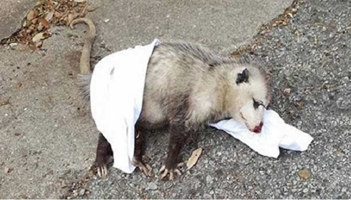 Opossum trovata quasi morta, abbraccia l’umana che gli ha salvato la vita
