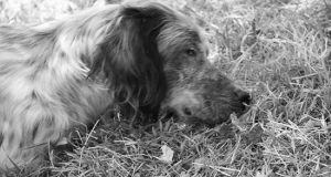 “Abbaiava insistentemente ai passanti, mi sono avvicinato e l’ho seguito. Mi ha portato davanti ad un canale ed è stato lì che mi si è spezzato il cuore nel vedere la testa di un povero cane in fin di vita che sbucava fuori dall’acqua”