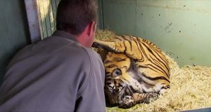 Mamma tigre sta per partorire, ma quando vedono questo tra le sue zampe tutti trattengono il respiro.