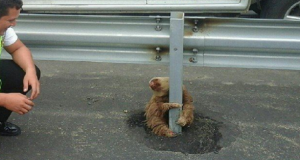 Il piccolo bradipo nel mezzo dell’autostrada, terrorizzato dalle macchine che sfrecciavano, si abbraccia al guardrail e commuove il web