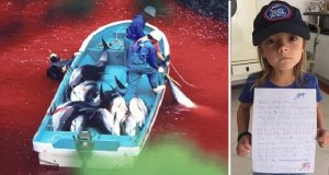 Ecco la baia di Taiti, dove ogni anno avviene la brutale mattanza di 2000 delfini. Una bambina di 7 anni si ribella, aiutiamola firmando la petizione…