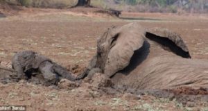 Vedono madre e figlio che gridano disperati mentre il fango li ingoia lentamente, ma i funzionari della fauna selvatica dovevano lasciare che la natura facesse il suo corso…per fortuna non hanno seguito le regole.