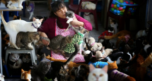 Maria è un infermiera per umani ma si prende cura di 175 gatti malati di leucemia, nella propria casa…