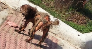 Una foto pubblicata, sopra di essa un commento meschino: “lol, cani bruciati sulla corsia 3”. La piccola cagnolina era in quelle condizioni per mano di un crudele umano, ecco la sua storia.