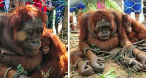 Gli ultimi istanti di una bebè di orango con la sua mamma, destinata a morire per aver protetto il suo piccolo…