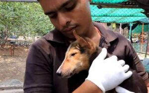 Cucciolo in fin di vita ha ancora la forza di scodinzolare, torna a vivere grazie all’amore dei volontari