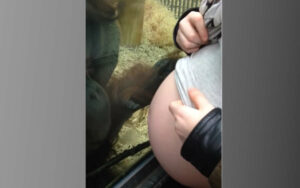 VIDEO: Un orango vede una donna incinta: la sua reazione