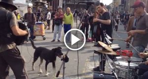 Questo cane randagio ha la musica nel sangue. Mentre dei musicisti di strada si esibivano, si è presentato il cane e con uno spettacolo inaspettato, ruba il cuore di tutti i presenti.
