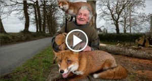Un uomo salva la vita di tre volpi – Loro decidono di non lasciarlo più