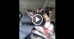 Il suo proprietario mette la musica in macchina, non aspettatevi il solito cane che ulula, lui vi lascerà a bocca aperta, esilarante!
