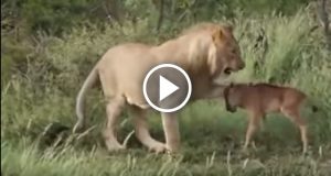 Vedono una leonessa prepararsi ad attaccare un piccolo antilope, ma quello che succede quando lo raggiunge lascia gli osservatori a bocca aperta