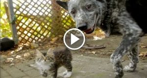 Ralphee, il gattino disabile che adora giocare con l’amico Max, emoziona il web