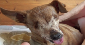 Belle la cagnolina senza occhi che ha vissuto rinchiusa in una gabbia per 12 anni. Ecco la sua commovente storia
