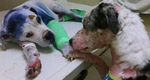 Questo cucciolo, ridotto così dal suo umano, è arrivato al rifugio in pessime condizioni. Ma c’era un’altro cane che capiva bene la sua sofferenza e ciò che fa per lui vi stringerà il cuore.