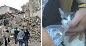 Amatrice: La gatta Carina recuperata sotto le macerie è morta. La sua umana Daniela la piange e prega per la sorellina che ancora lotta per la vita