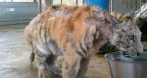 Trovata in condizioni disperate, tigre del bengala torna a vivere. Guardate la sua trasformazione.