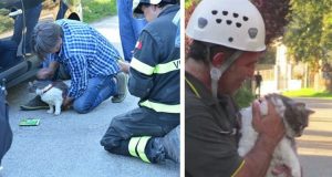 Miracolo ad Amatrice: il gatto Rocco salvato a 32 giorni dal terremoto.