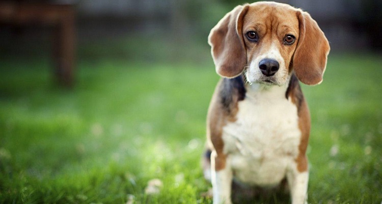 Scandalo nell’Università del Missouri: i ricercatori sopprimono 6 beagle dopo averli sottoposti a dolorosi esperimenti