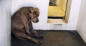 L’espressione di questo cane mostra tutta la tristezza e la rassegnazione che prova nel sentirsi abbandonato…
