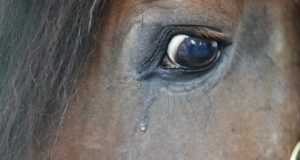 Le lacrime di dolore di una cavalla completamente trascurata dal suo umano e abbandonata a se stessa.