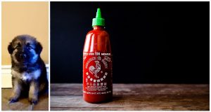 Questo cane e questa salsa sono famosissimi su Imgur. Cosa c’entra il cucciolo con la bottiglia di Sriracha? Vi svegliamo il mistero!
