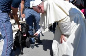 Buttano sei cuccioli da un ponte, un bambino li salva