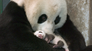 Finalmente, il panda gigante non è più a rischio di estinzione