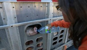 Rischia la prigione e 5000 dollari di multa per aver dato acqua a dei maiali