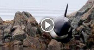 L’orca rimane bloccata tra le rocce e piange disperata per ore, fortunatamente qualcuno la trova in tempo. Ecco l’incredibile salvataggio.