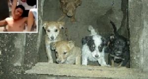 Si filma in diretta mentre colpisce e danneggia dei cani. Gli animalisti lo attirano in un trappola e…si può dire che giustizia è fatta!