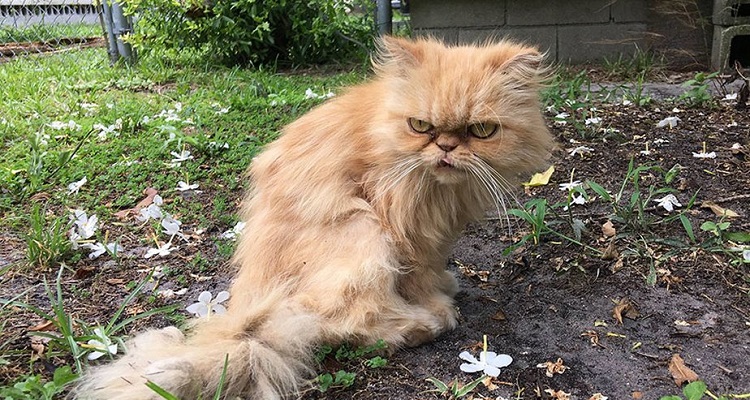 “Mi chiamo Garfield e vi odio tutti, state lontani da me….” è ciò che sembrava dire questo scontroso gatto