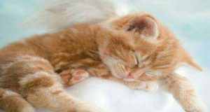 Lettera di un gatto dal cielo: “Alla mia dolce mamma umana. Non piangere per me, voglio che ogni volta che mi affaccio da una nuvola ci sia il sorriso nel tuo viso. Non piangere per me, tu mi hai…”