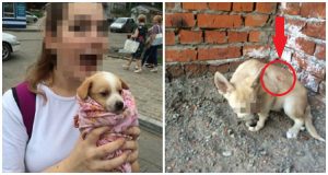 Adolescente russa arrestata. Prendeva cani e gatti e li sottoponeva a sevizie inimmaginabili. La rete si mobilità contro di lei