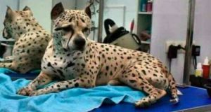 “Cosa avete fatto al mio Tito?Quello non è il mio cane!”