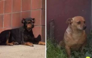 Dopo la morte del loro umano, cani sono rimasti ad aspettare davanti casa per mesi
