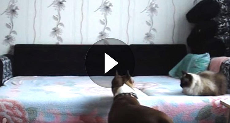 Il cane non ha il permesso di salire sul letto… ma appena esce di casa il proprietario guardate cosa registra la telecamera