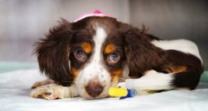 Un Pitbull Viene Lasciato In Una Gabbia Sotto Il Sole Cocente. La Rete Si Mobilita Per Salvarlo